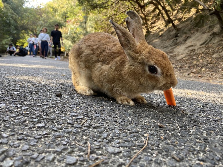 Lapin qui mange une carotte sur l'île d’Ōkunoshima