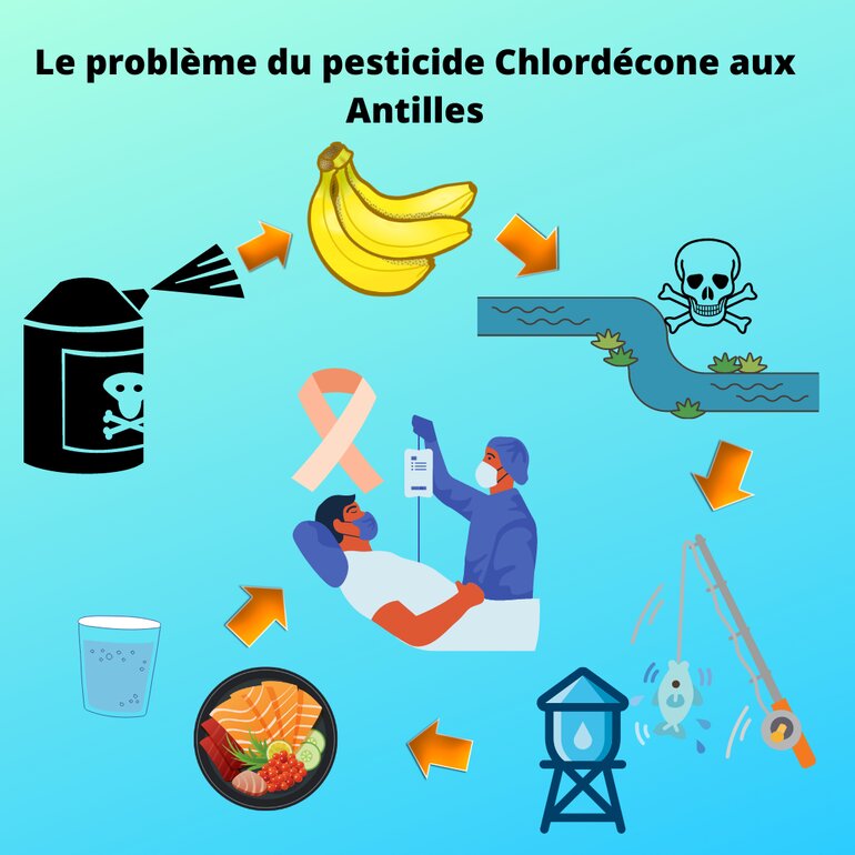 schéma du problème du pesticide Chlordécone aux Antilles