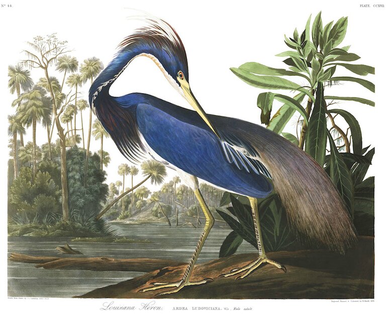 Aigrette tricolore (ou Héron de Louisiane) de Jean-Jacques Audubon