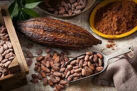  une fève de cacao
